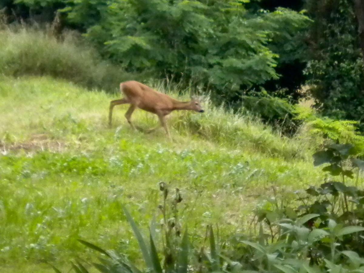 Willa Agriturismo Bosco Fiorito Múggia Zewnętrze zdjęcie